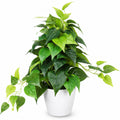 Plante artificielle verte en pot avec feuillage luxuriant hauteur 50 cm